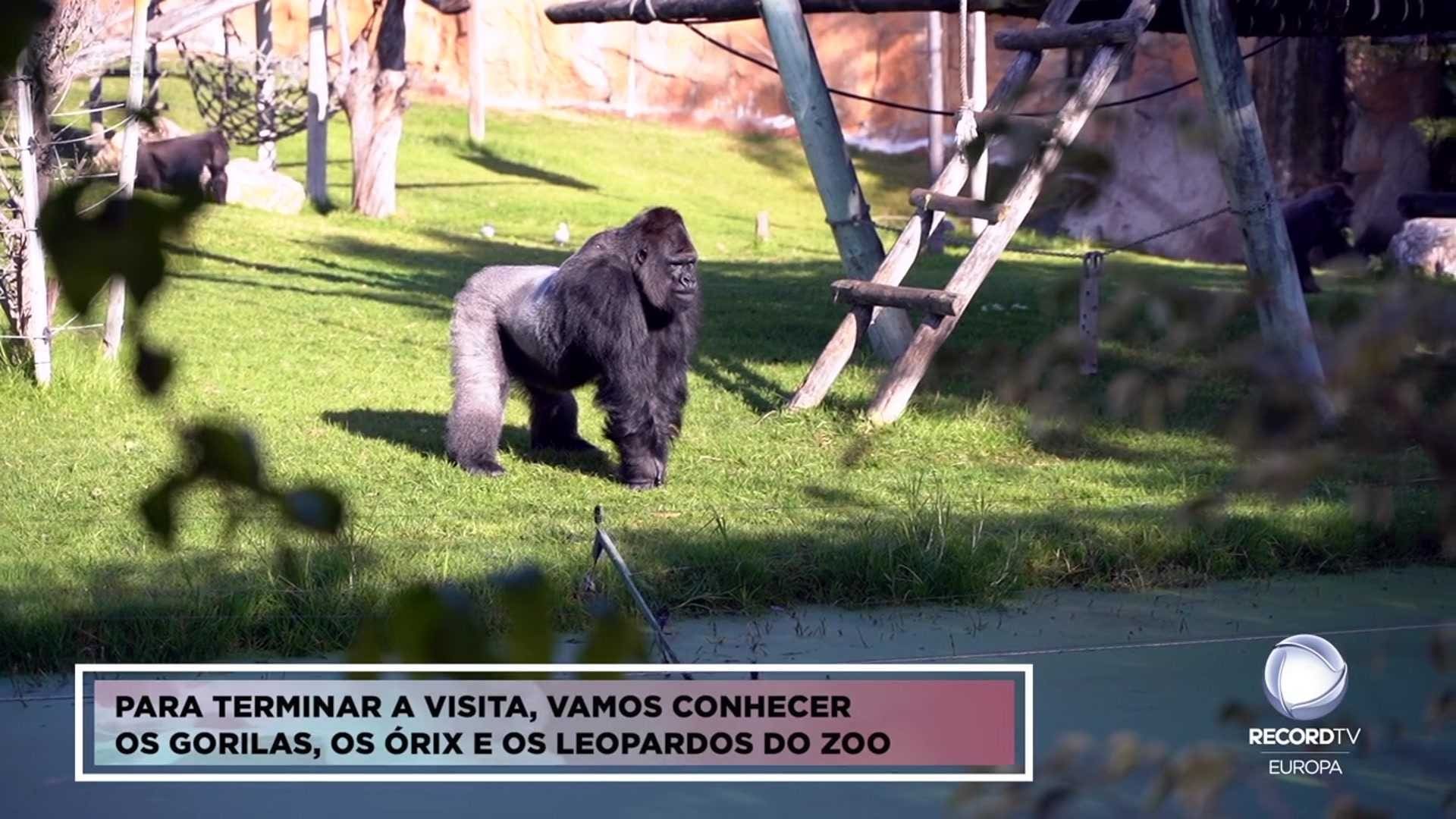 Jardim Zoológico de Lisboa - T3 E69