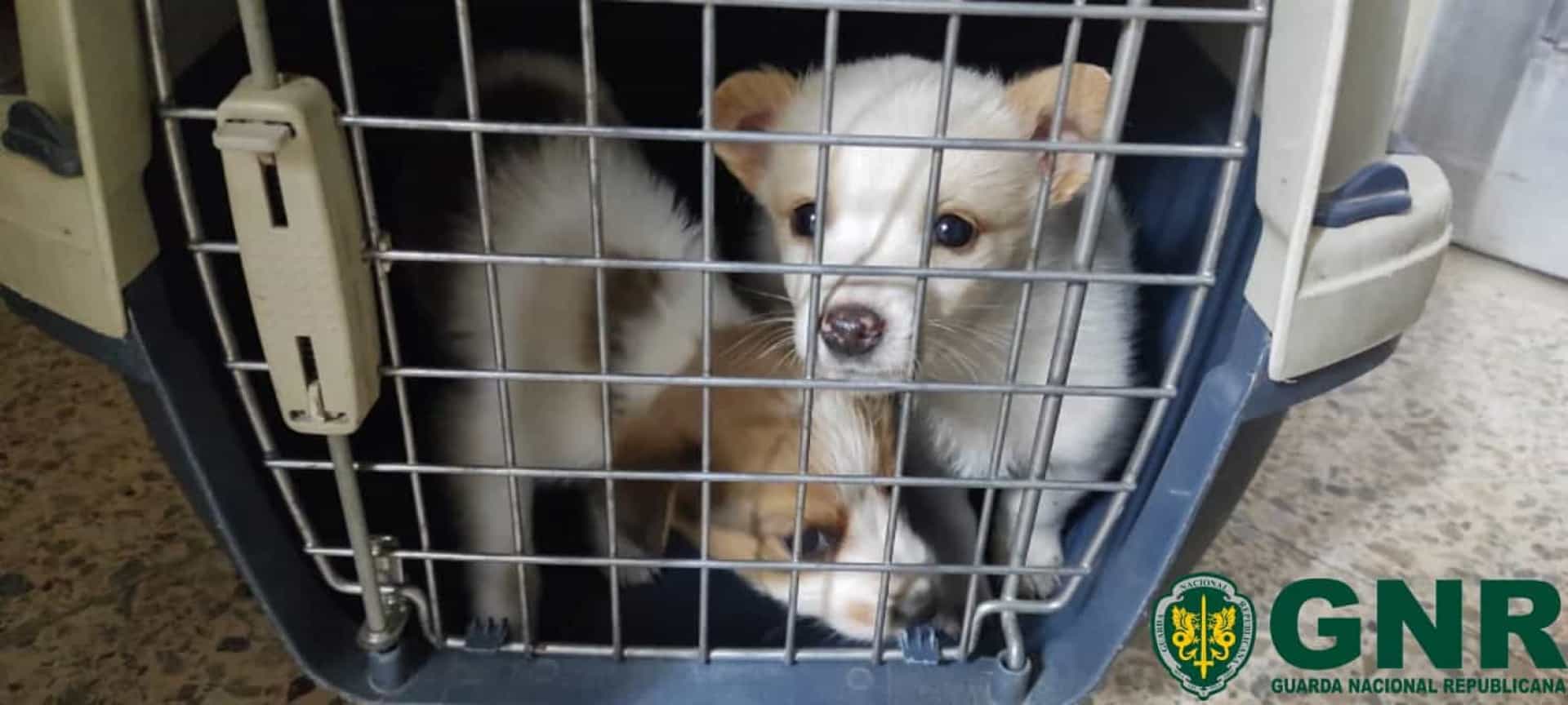 Cães recém-nascidos abandonados em Idanha-a-Nova