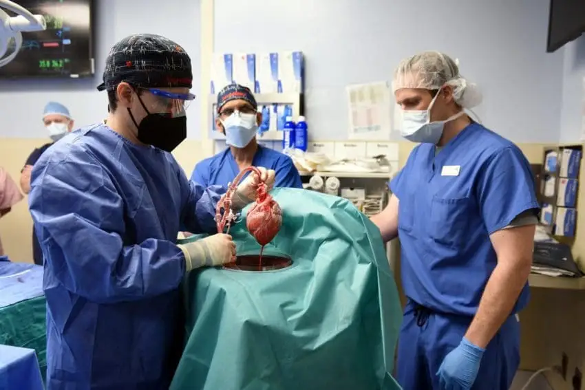 Cirurgia inédita permite transplante de coração de porco num ser humano