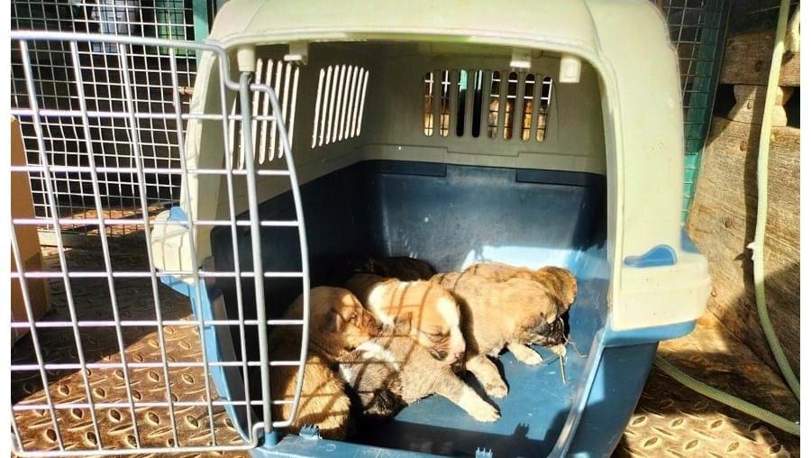 GNR resgata cães recém-nascidos no lixo