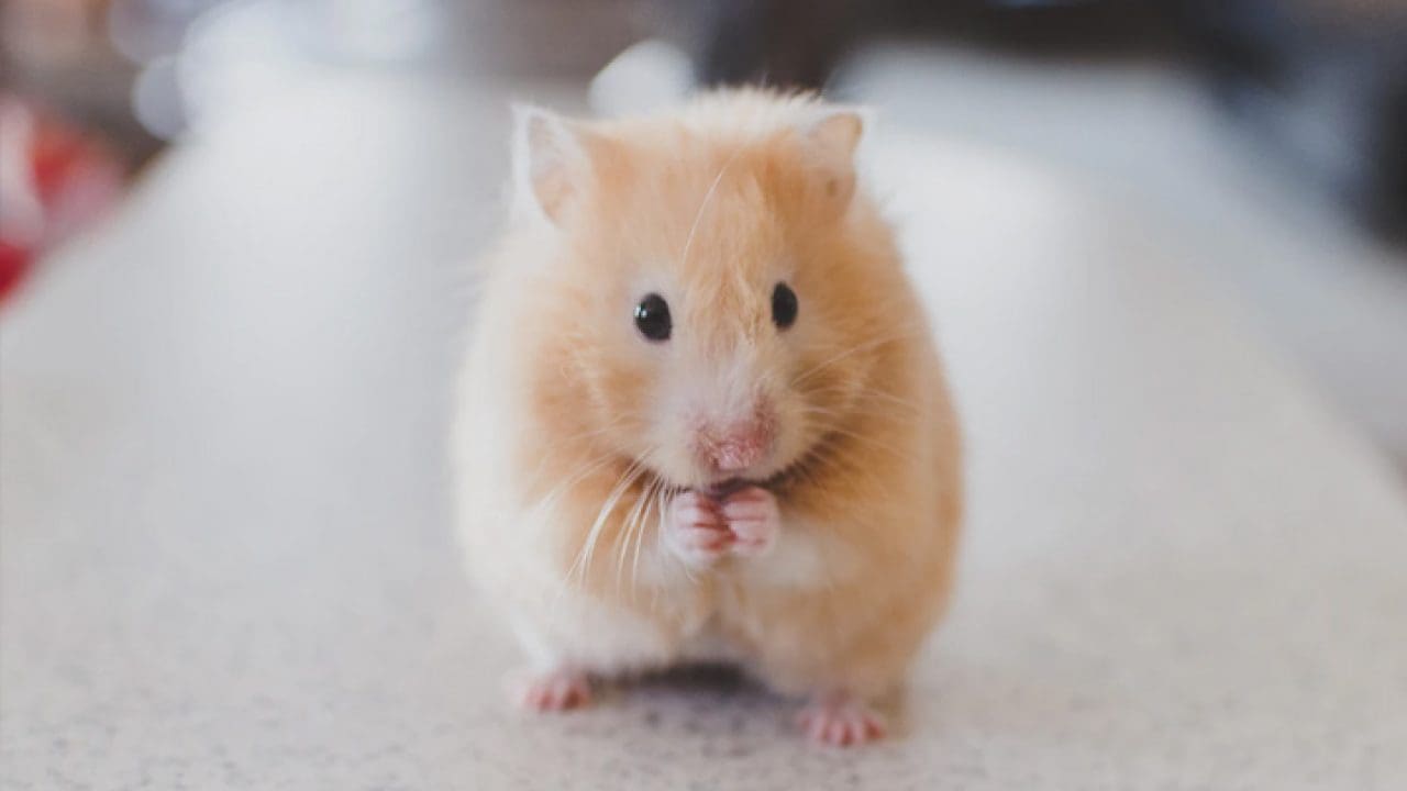 Hamsters com covid vão ser abatidos em Hong Kong