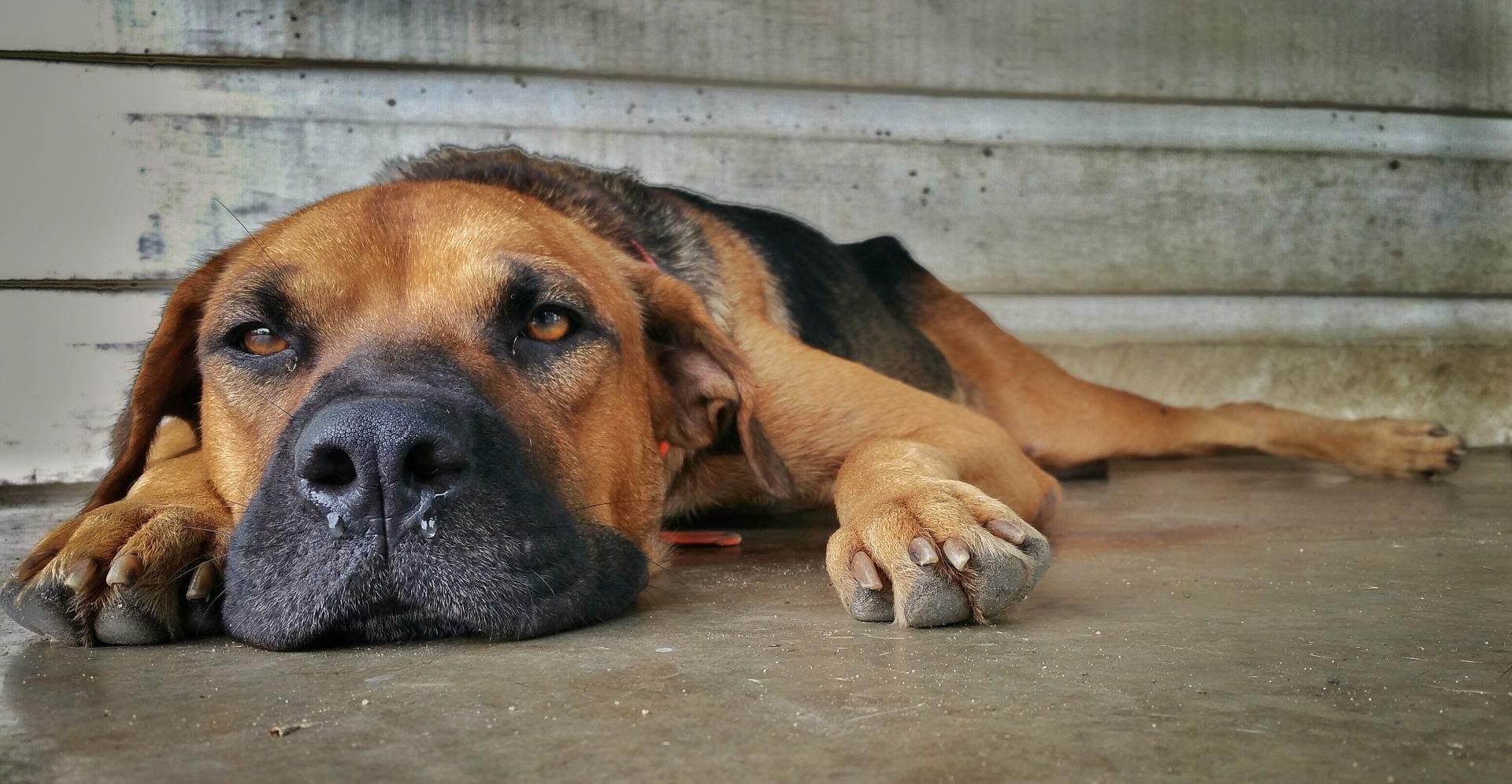 Pagam 600 euros por deixar cão preso no terraço durante temporal