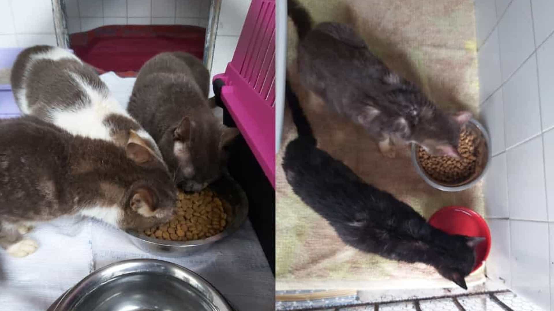 Resgatados 18 gatos de apartamento em Lisboa