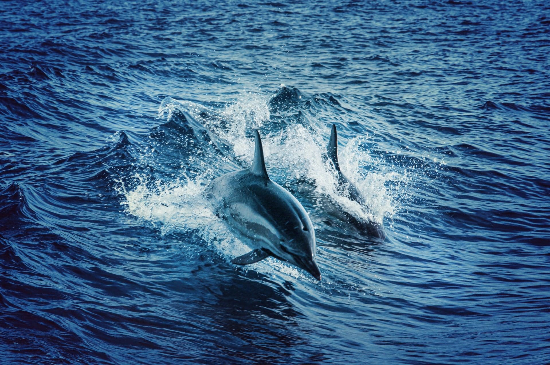 Identificadas duas espécies pré-históricas de golfinho