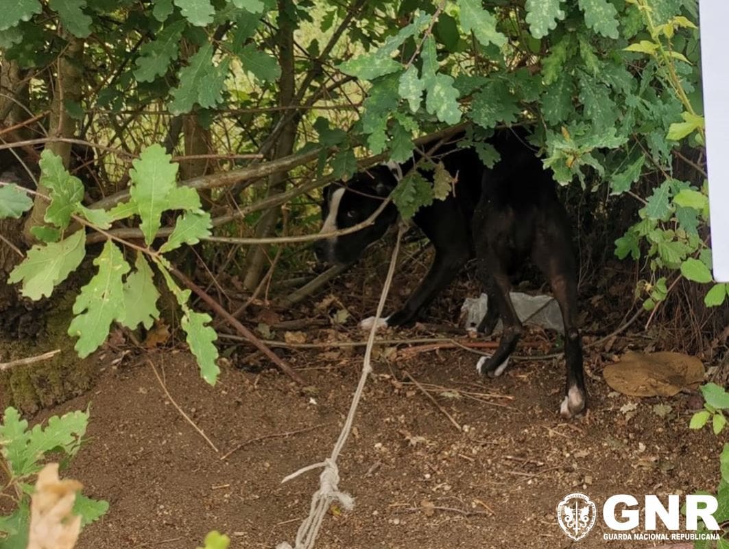 28 cães resgatados por maus tratos em Viseu