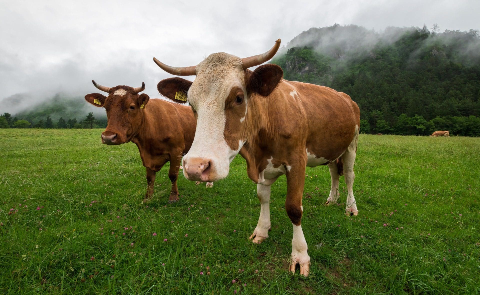 Nova Zelândia pretende taxar arrotos das vacas e ovelhas