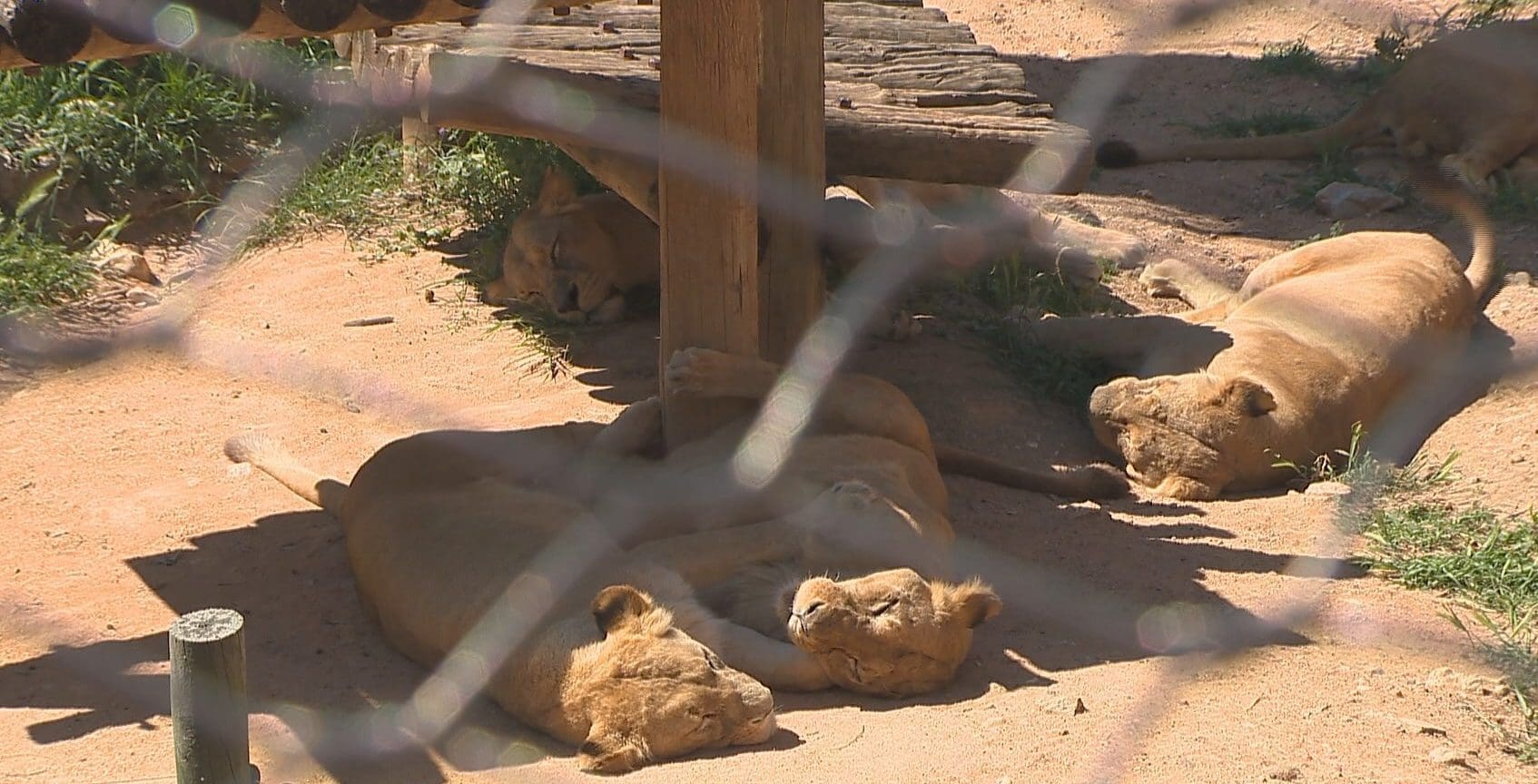 Zoo de Lisboa tem novas crias de leão