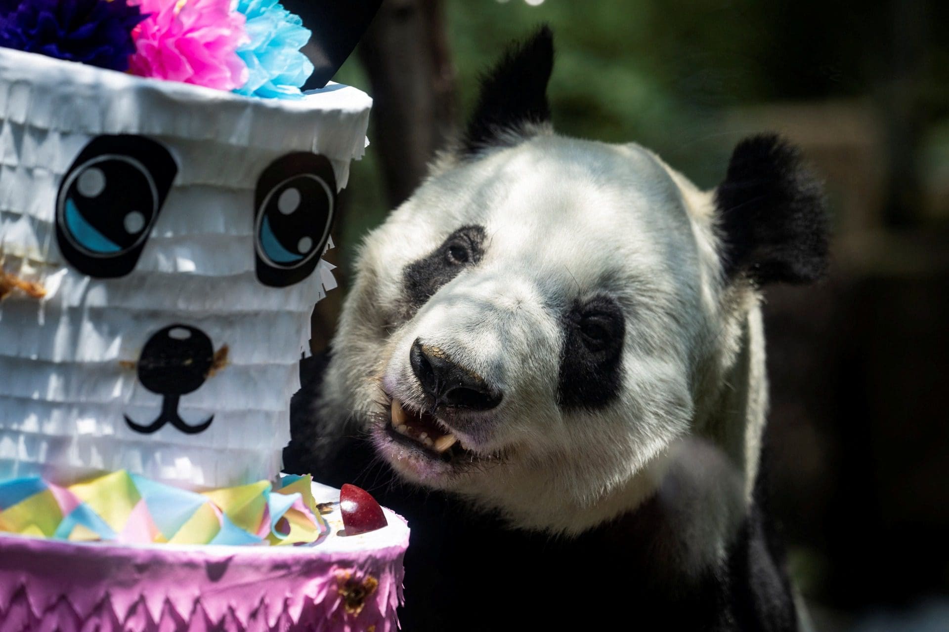 Pandas celebram aniversário em zoo no México