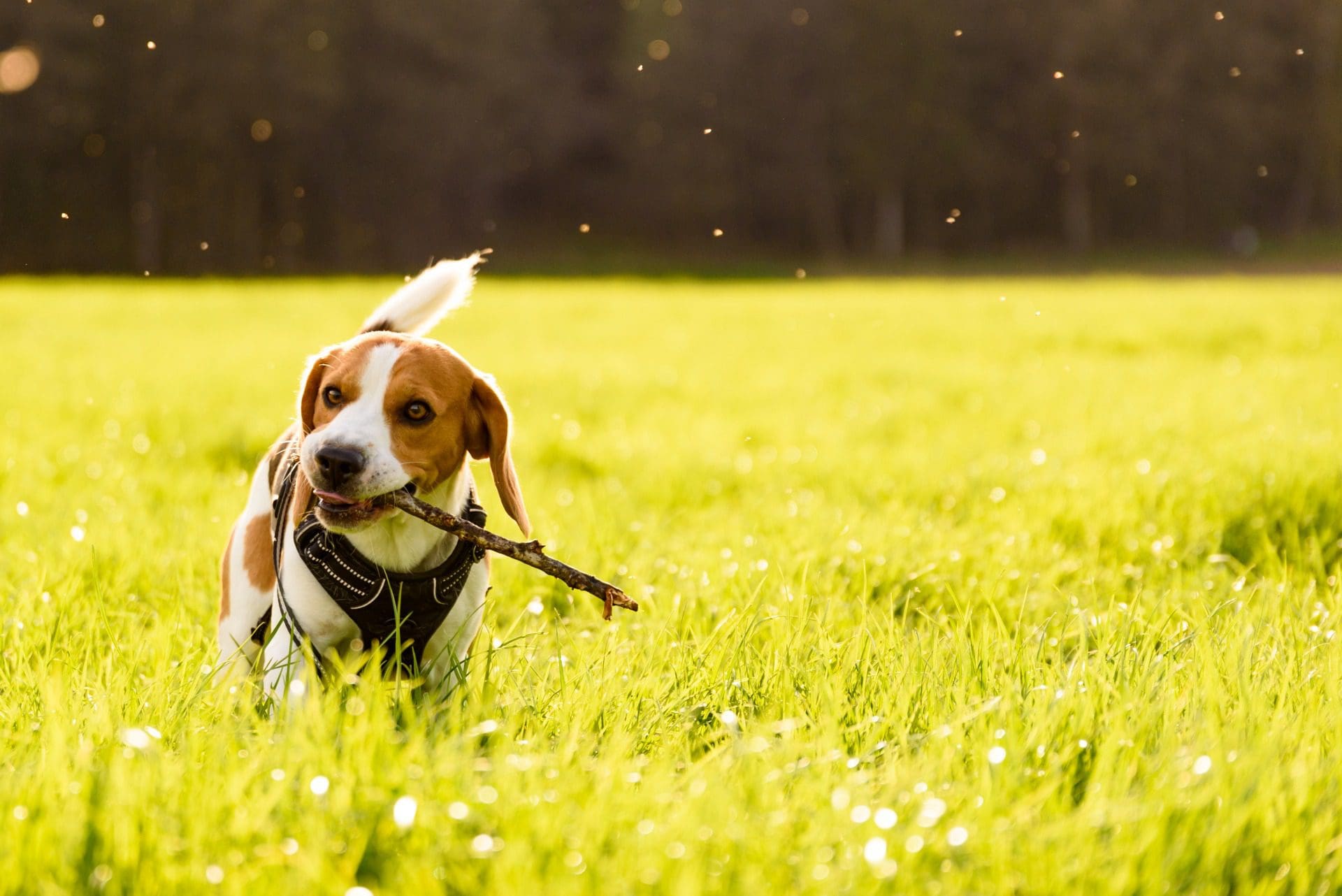Milhares de beagles salvos de testes clínicos nos EUA