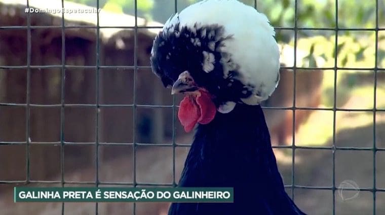 Brasileiro tem mais de cinco mil galinhas
