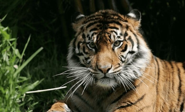 Mãe luta contra tigre para salvar bebé