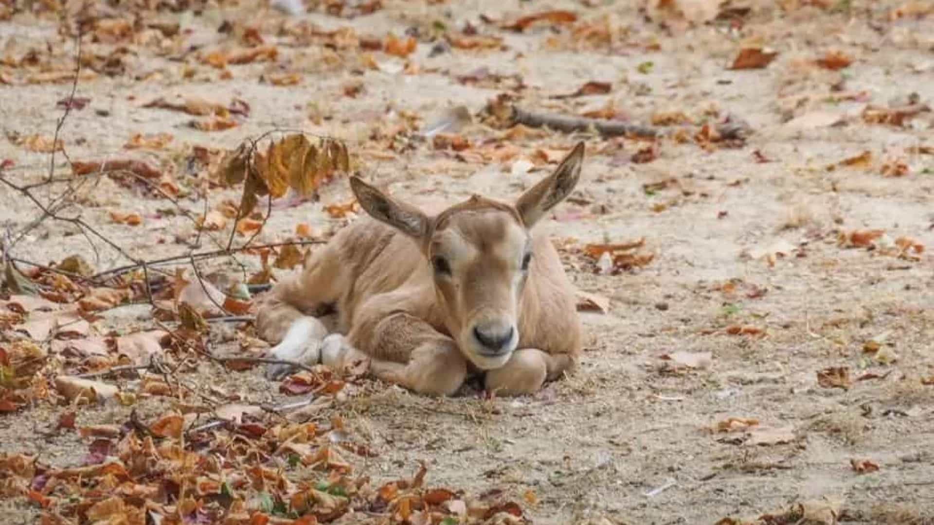 Zoo de Lisboa tem um novo bebé