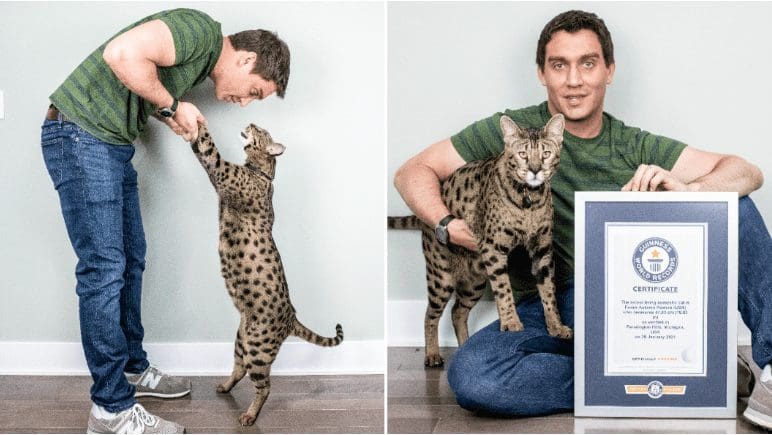 Gato mais alto do mundo tem quase meio metro