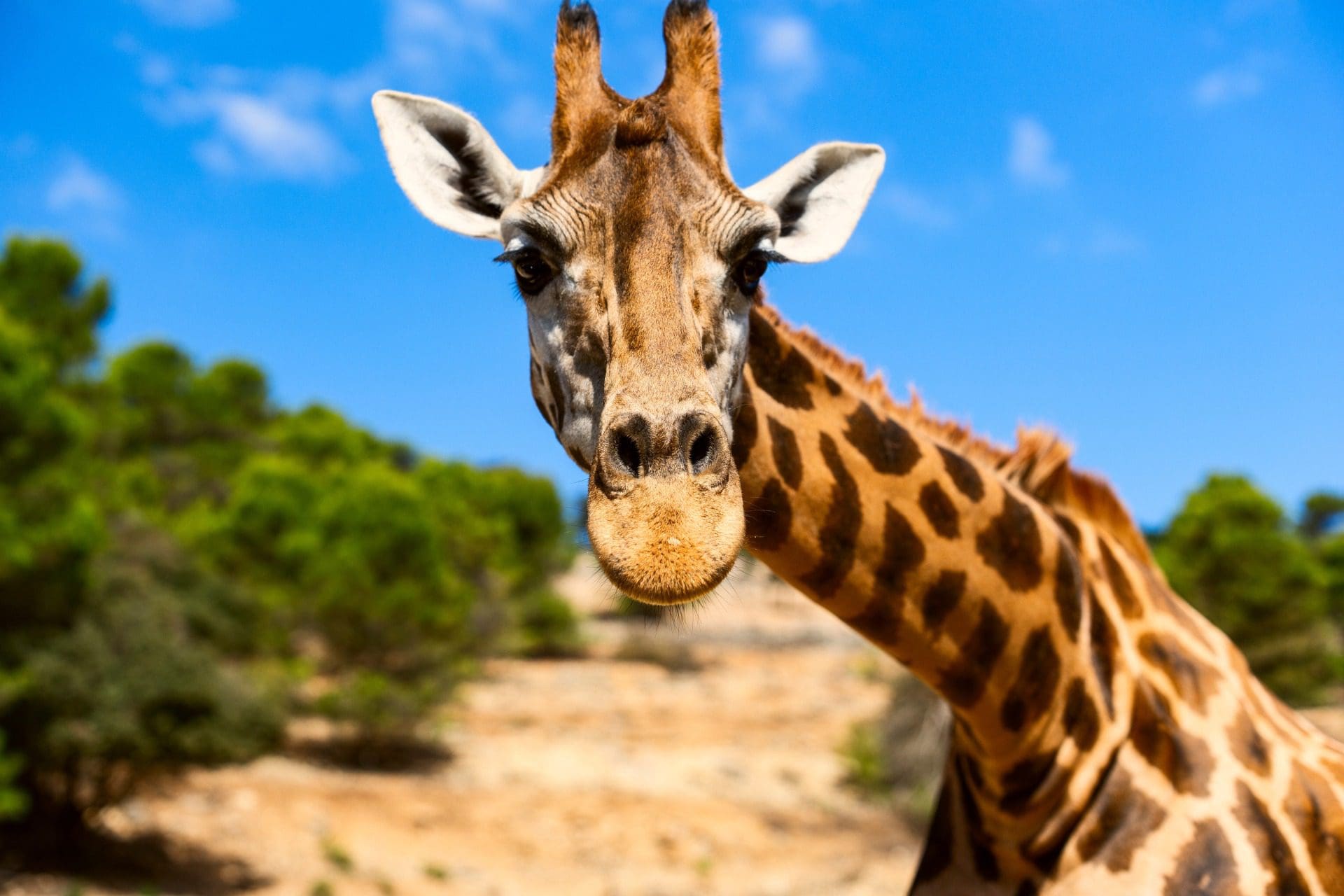 Girafa mata bebé na África do Sul