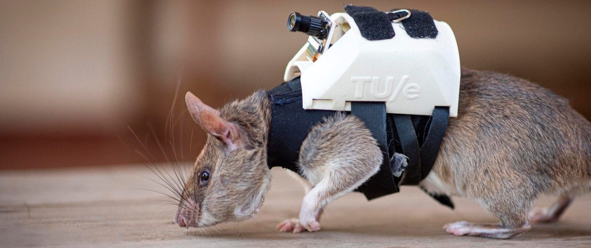 'Ratos heróis': ONG treina ratazanas socorristas