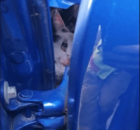 Gato resgatado após cinco dias preso em roda de carro