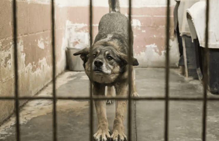 Maus-tratos a animais: perto 10 mil crimes e 17 detidos em 5 anos