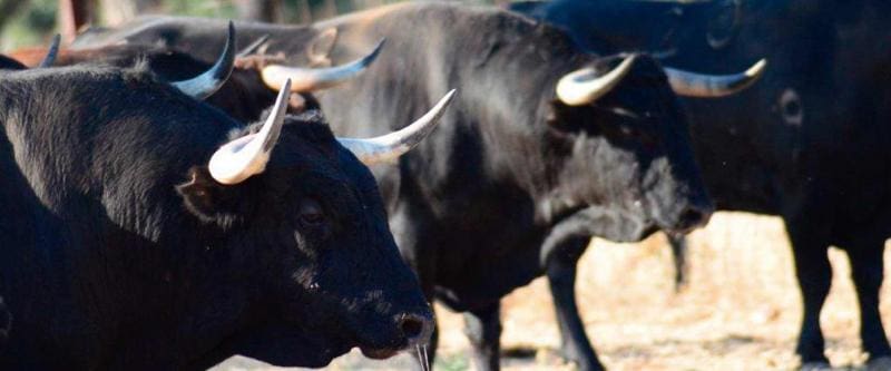 Português ferido por touro em Salamanca