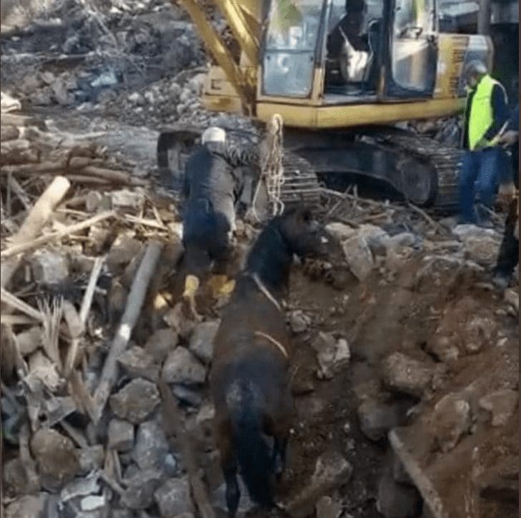 Cavalo resgatado 21 dias após o sismo na Turquia