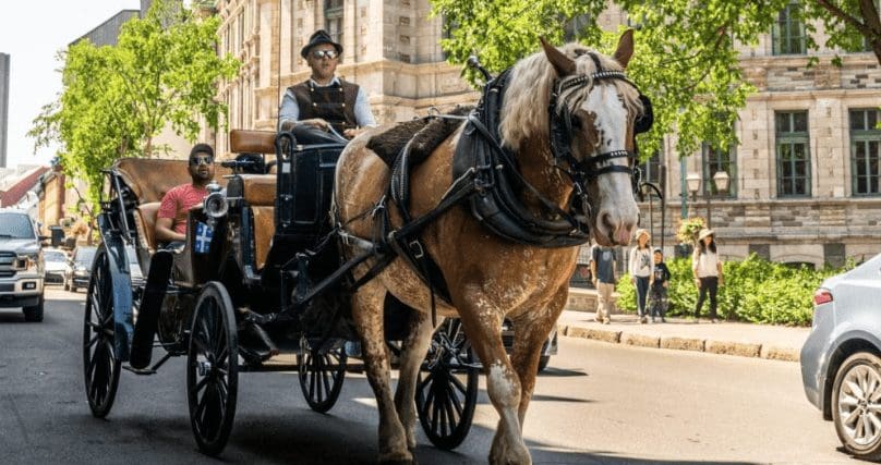 Cavalo morre a transportar turistas durante pico de calor em Sevilha
