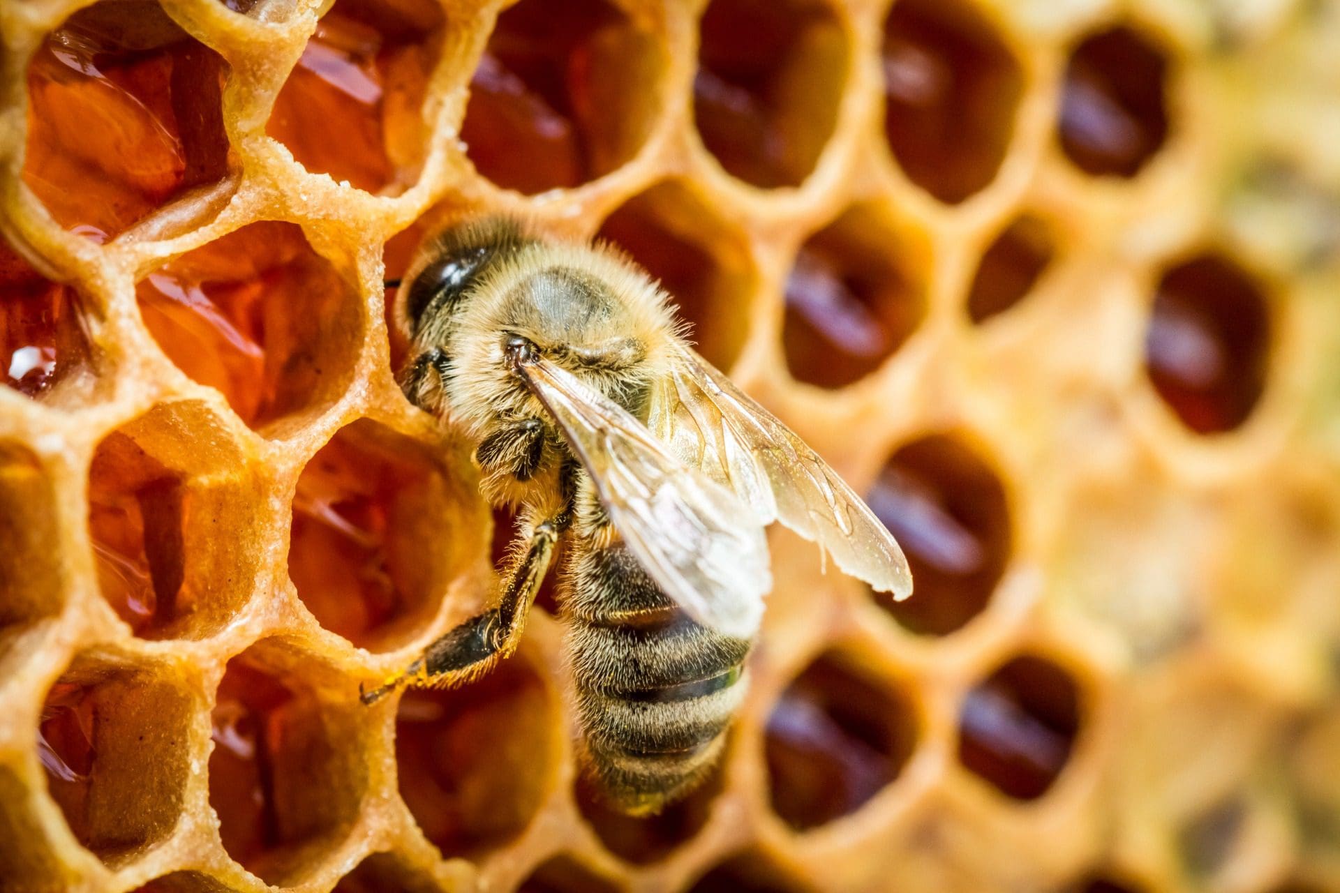 Seca: Apicultores queixam-se que setor do mel está a passar a pior crise em 40 anos