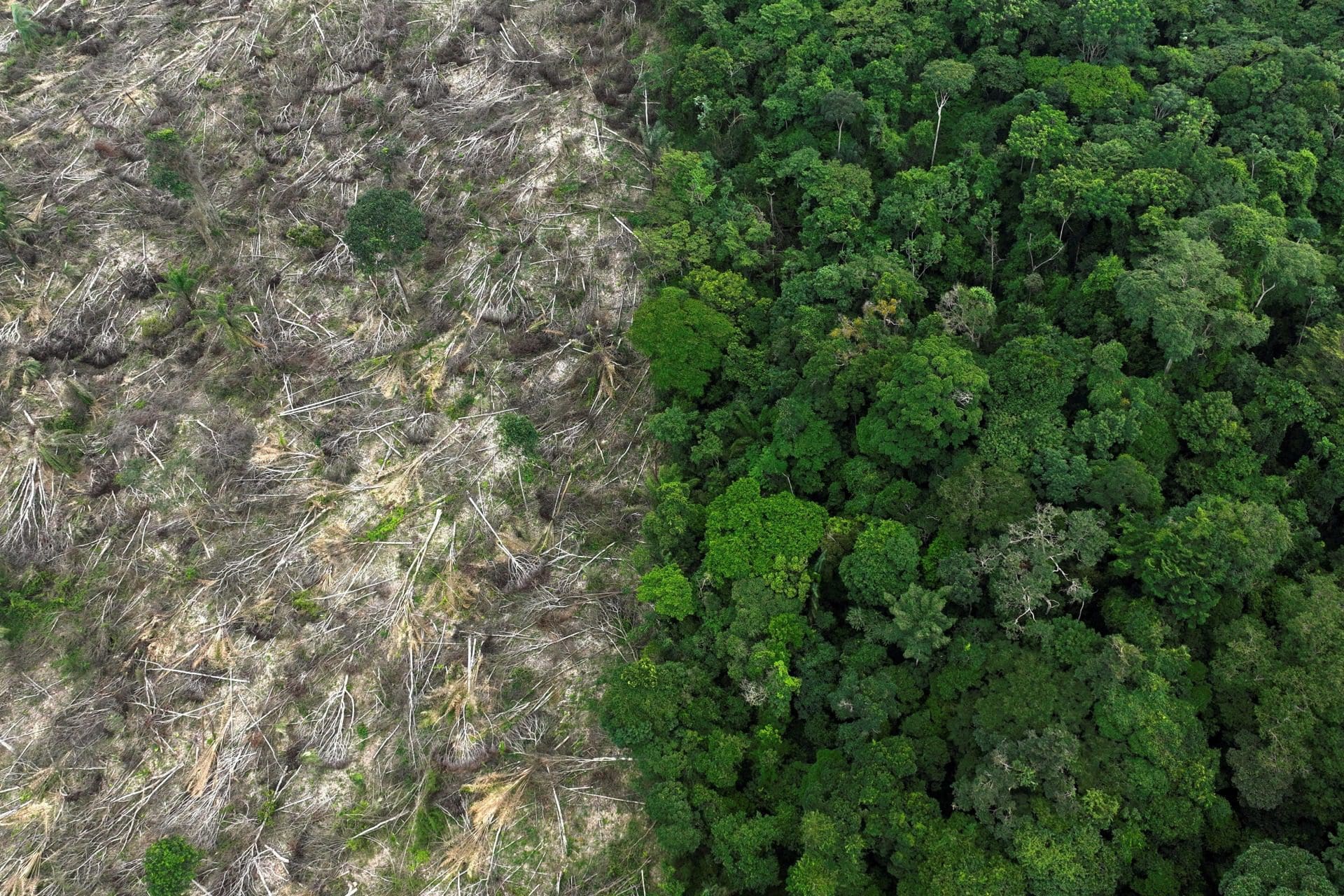 Desmatamento da Amzónia diminui