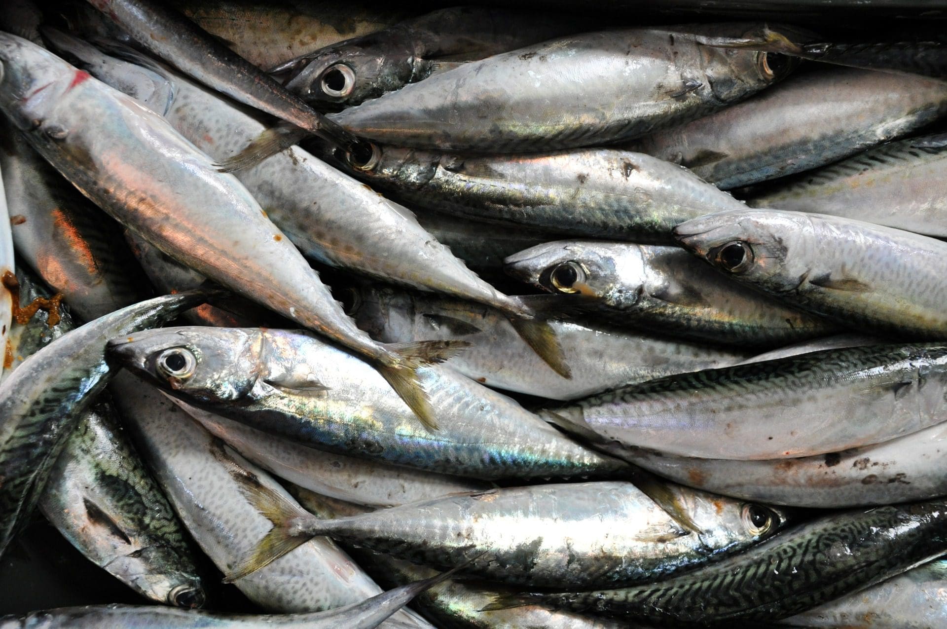 Mais de 80 quilos de pescado apreendido na zona da Quarteira