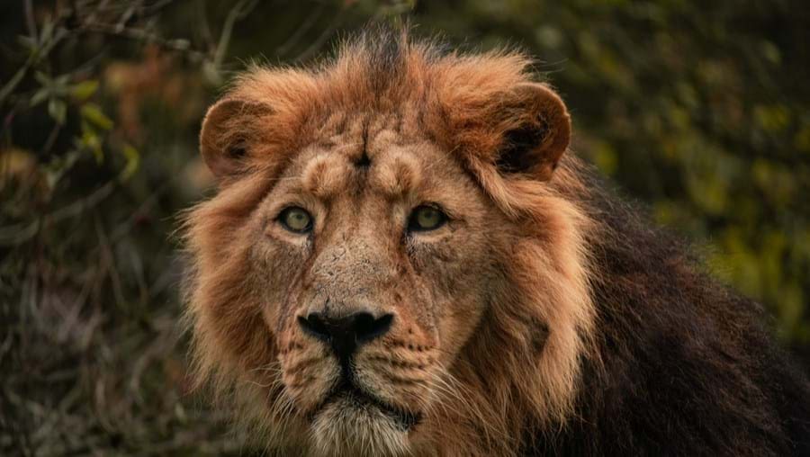 Autoridades moçambicanas procuram leão que devorou mulher