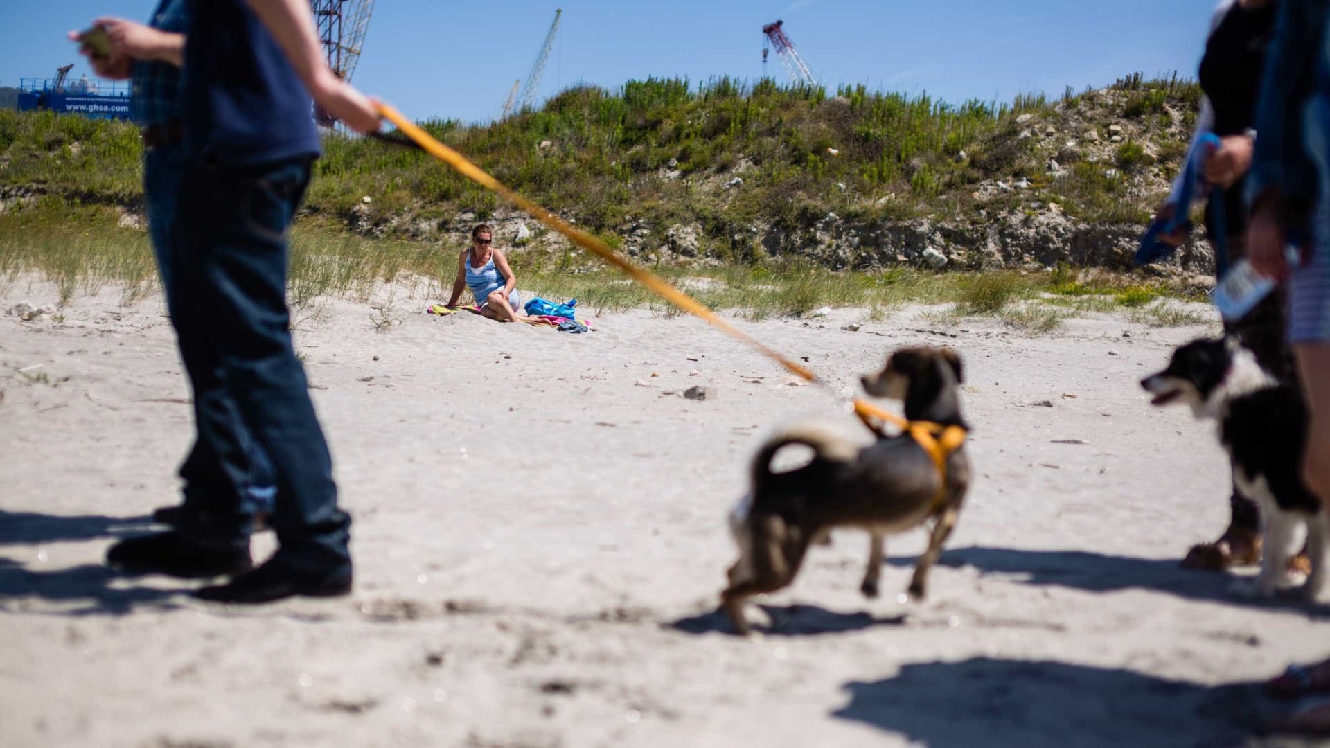 Presença de cães nas praias é frequente mas gera poucas contraordenações