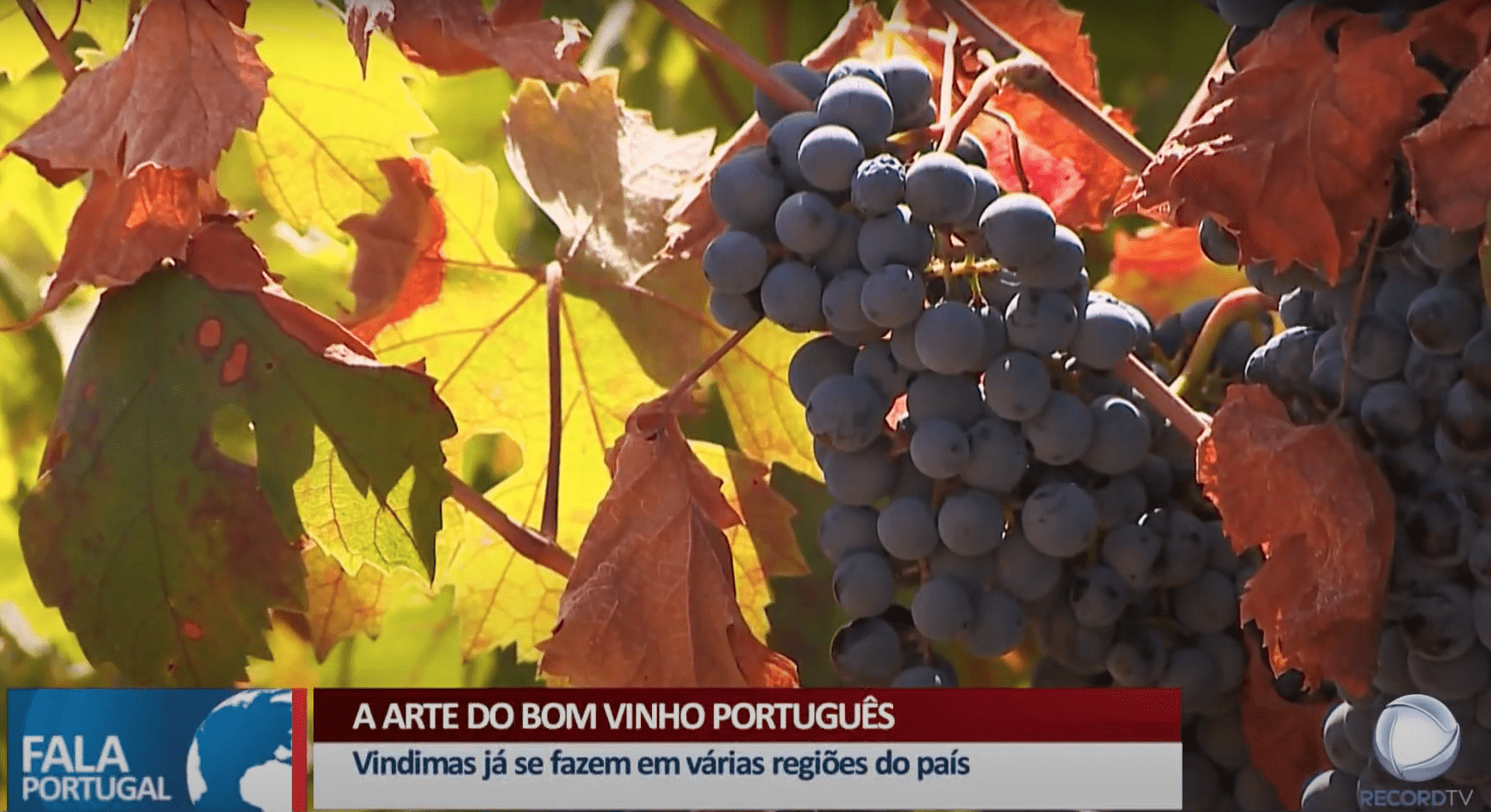 A arte do bom vinho português