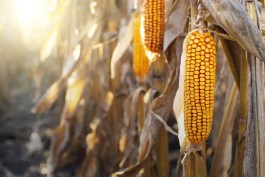 area cultivada com milho geneticamente modificado diminui 17% em 2023