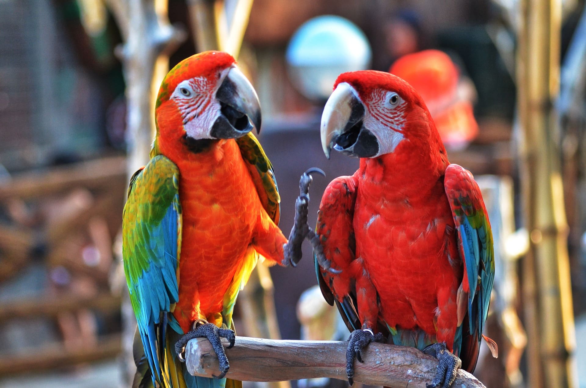 dois papagaios, um casal e um adultério