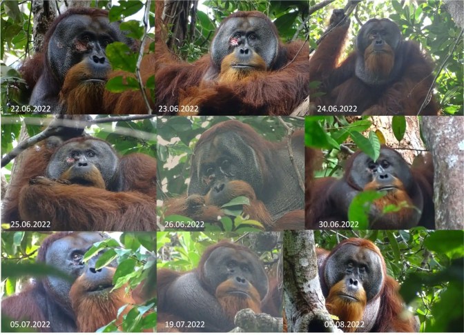 Orangotango E O Primeiro Animal Observado A Curar Ferida Com Uma Planta Medicinal